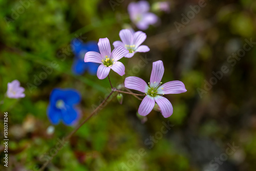 Saxifraga granulata, commonly called meadow saxifrage, is a species of flowering plant in the family Saxifragaceae.