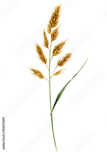 A stylized image of goldenbrown grass with a single blade set against a blurred gradient backdrop