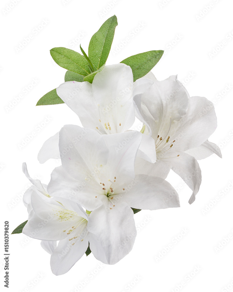 Fototapeta premium Azaleas flowers with leaves, White flowers isolated on white background with clipping path