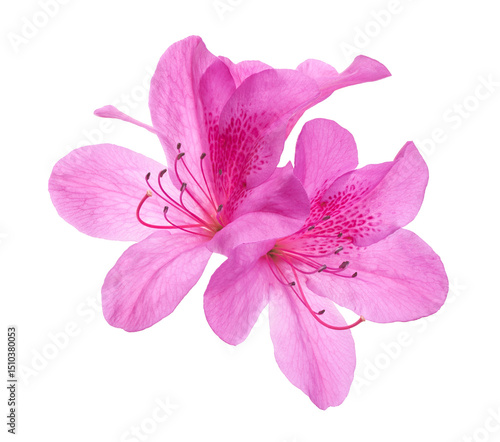 Azaleas flowers with leaves, Pink flowers isolated on white background with clipping path 