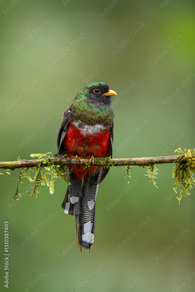 Obraz premium The collared trogon is a passerine bird in the family Trogonidae, closely related to the quetzals and trogons. It is found in Mexico, Central America, and northern South America.