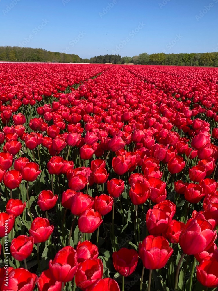 Rote Tulpen blühen im Tulpenfeld in Holland unter blauem Himmel Rote Tulpen blühen im Tulpenfeld in Holland unter blauem Himmel