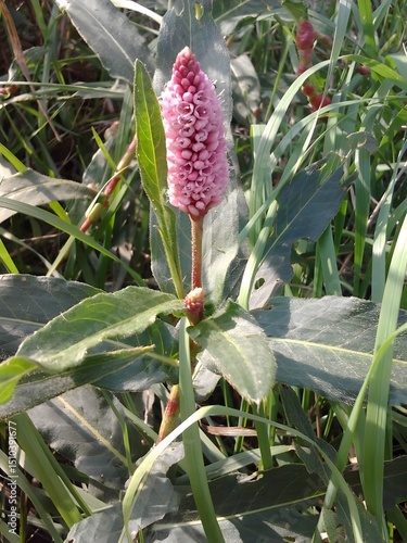 Close-up of a Knotweed flower in bloom amidst grassy vegetation outdoors