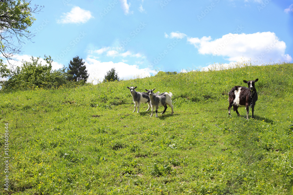 a black and white goat and two grey kids are grazing in a meadow a black and white goat and two grey kids are grazing in a meadow