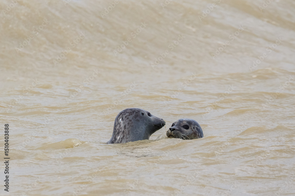 Fototapeta premium Adult and young common seal/harbor seal (Phoca vitulina) swimming together in the sea. Baie de Somme, France