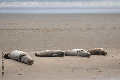Four common seals/harbor seals (Phoca vitulina) sleeping peacefully on a sandy beach. Baie de Somme, France