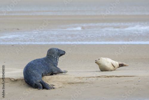 Two seal species together. A grey seal (Halichoerus grypus) and a common seal/harbor seal (Phoca vitulina) meet on a sandbank and look one at the other. Baie de Somme, France