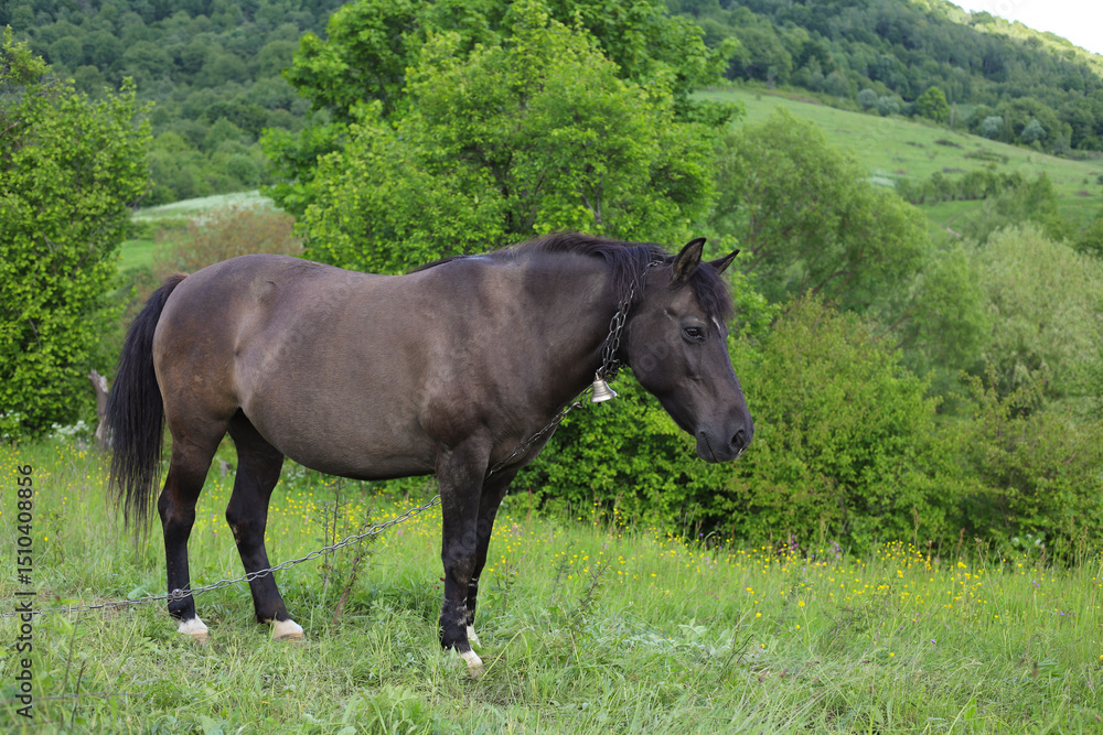 Fototapeta premium a brown horse with a bell on its neck grazing in a field