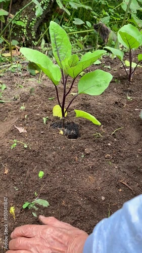 An asian elderly man planting an eggplant seedling in his home garden; Vertical; Video