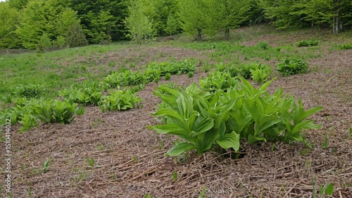 False Helleborine in natural ambient, toxic (Veratrum album) - (4K)