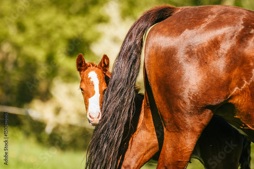 One week old foal free in the pasture, looking behind mother into the lens