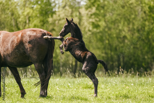 Fotografie Playful black warmblood foal playing with his momma in the field