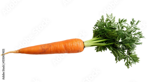 A single carrot with its leaves attached