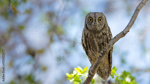Eurasian Scops Owl