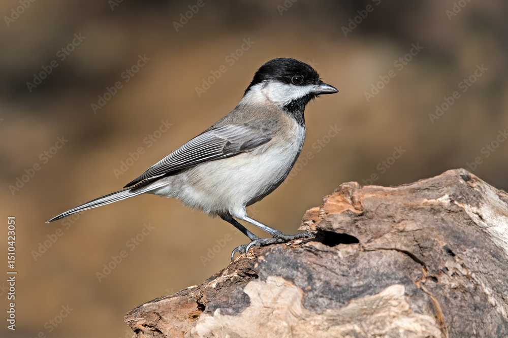 Fototapeta premium Sombre Tit on a brown background