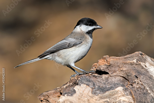 Sombre Tit on a brown background