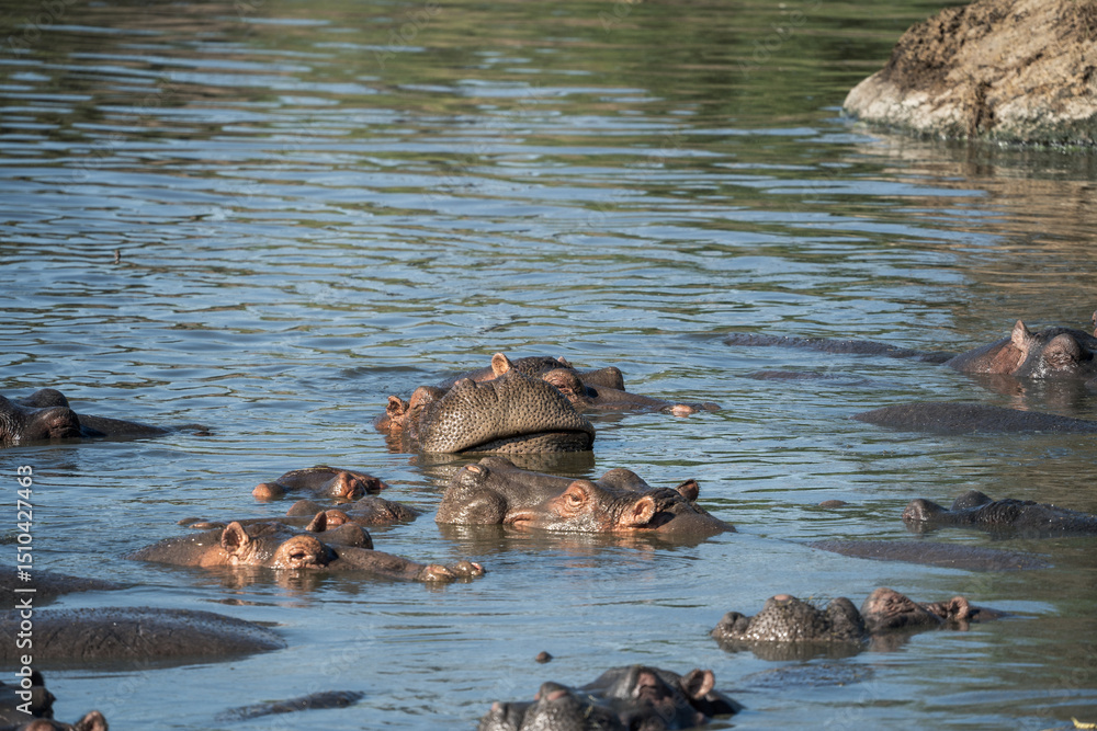 Fototapeta premium Ein kleiner See mit Nilpferden im Serengeti Nationalpark in Tansania 