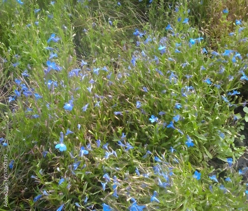 Field of Blue Flowers and Green Grass Creating Natural Carpet Texture