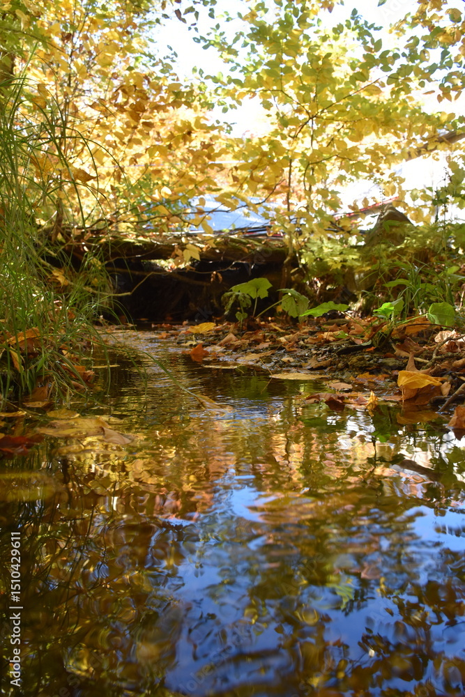 Fototapeta premium The maple grove in autumn, Sainte-Apolline, Québec, Canada