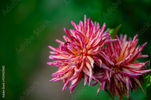 Vibrant Pink Flowers Blooming in a Garden Setting With Green Background
