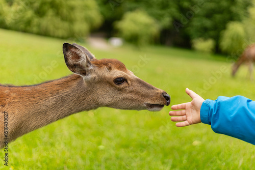 Fényképezés A child reaches out to touch a deer in a vibrant green meadow, creating a moment