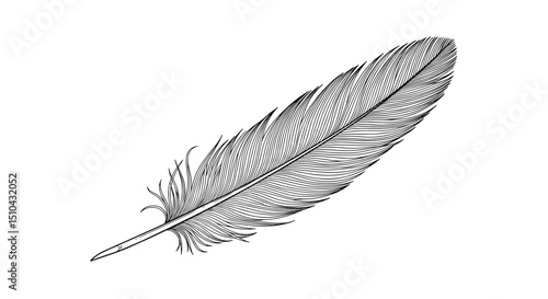 Feather illustration in black and white