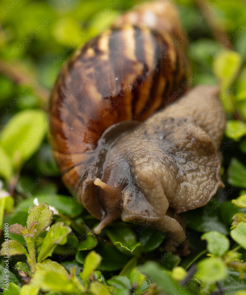 Obraz premium A large brown and white snail is laying on a green leaf