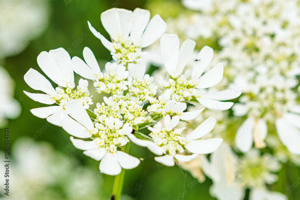 Obraz premium 白いオルラヤの花