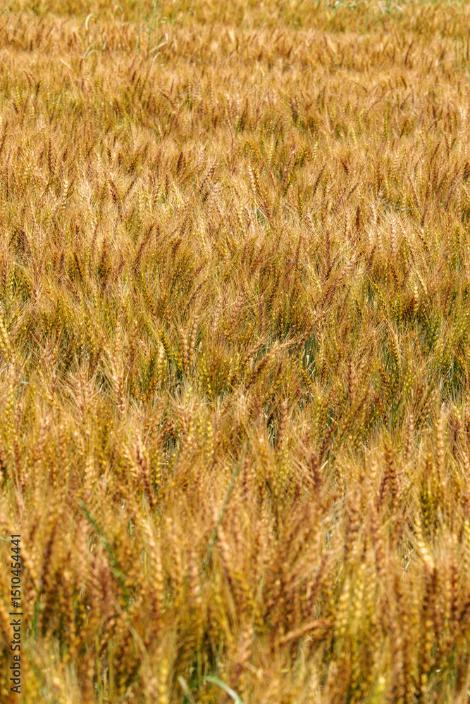 Fototapeta premium 黄金色に輝く実った小麦