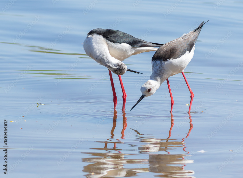 Obraz premium Black-winged stilt, Himantopus himantopus. Two birds looking for prey in the water