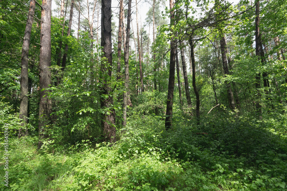 Fototapeta premium Lush Green Forest Scene with Tall Trees and Foliage