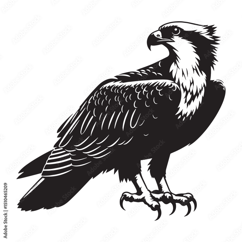 Fototapeta premium Focused Osprey silhouette with outstretched wings – Osprey illustration – Minimalist Osprey vector – Bird silhouette