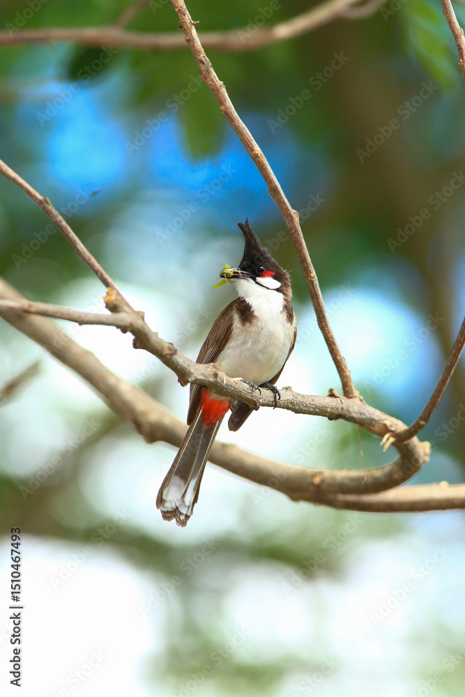 Fototapeta premium bird is looking for prey on a tree branch.