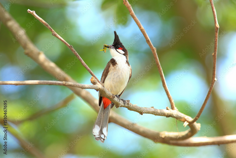 Fototapeta premium bird is looking for prey on a tree branch.