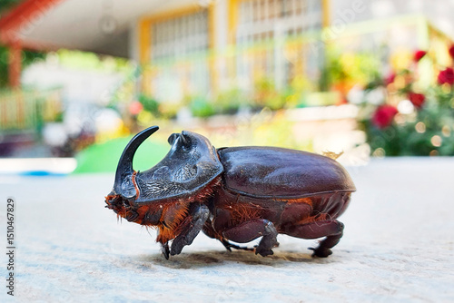Dynastinae, commonly known as rhinoceros beetles. They are found in tropical and subtropical regions and are known for their incredible strength, capable of lifting objects many times their weight.