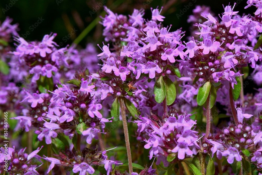 Fototapeta premium Detail of flowers of Lemon thyme, Thymus pulegioides, in spring