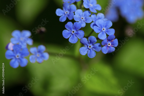 Macro View of Vibrant Blue Flowers Surrounded by Green Foliage