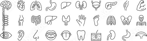 Medical organs line icon set. Vector pictograms of anatomy, body parts, kidney, bladder, pancreas, intestine, thyroid, pelvis, skeleton, joint, hand, nose, mouth, tongue, thin linear illustration.