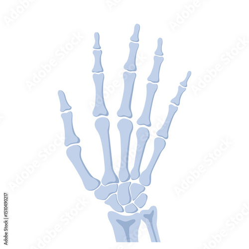 HumanBones-12.eps