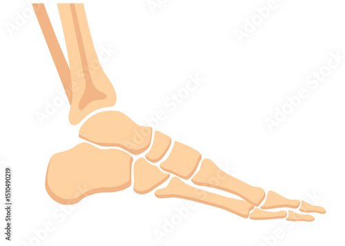 HumanBones-14.eps