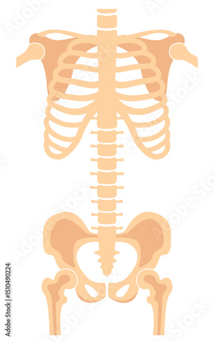 HumanBones-17.eps