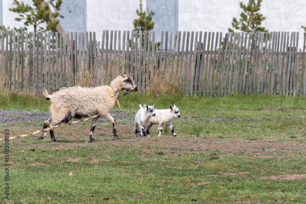 Fototapeta premium Portrait of a white rustic domestic goat with a kid on the lawn in the yard. Village milk. Wool. A family of goats