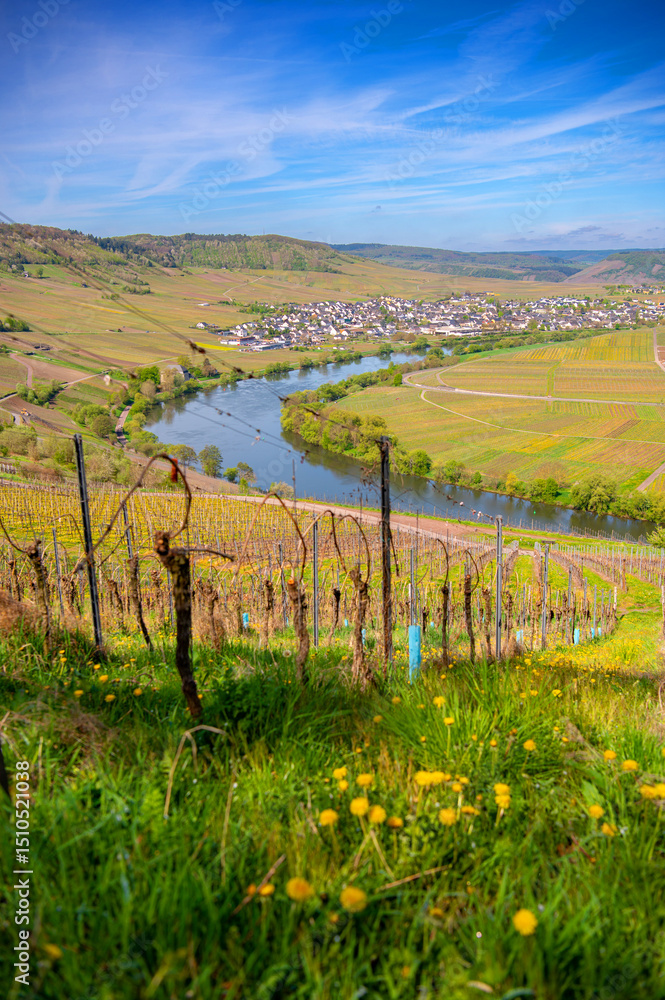 Φωτογραφία Moselle or Mosel river and vineyard with Dandelions or Taraxacum on hills at sunny day on the background
