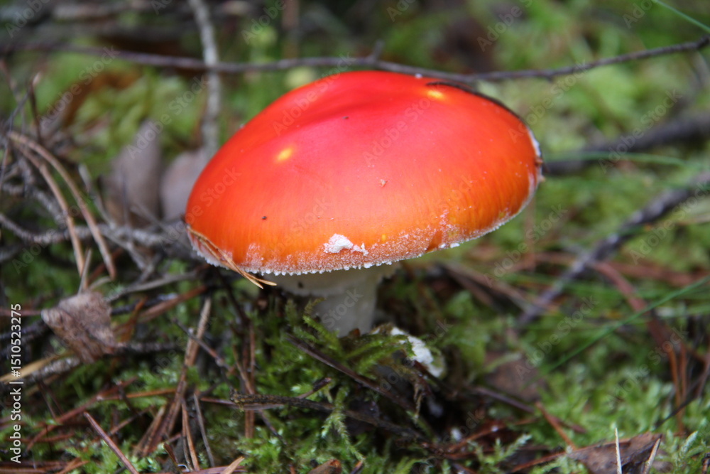pilz pilz