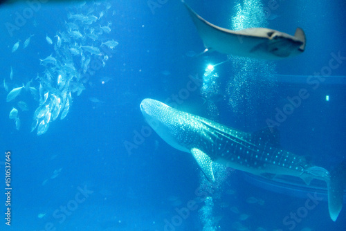 Stunning underwater view of marine animals inside the Osaka Kaiyukan Aquarium, one of the world largest aquariums. The exhibit features species like the whale shark.