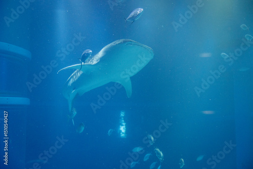 Stunning underwater view of marine animals inside the Osaka Kaiyukan Aquarium, one of the world largest aquariums. The exhibit features species like the whale shark.