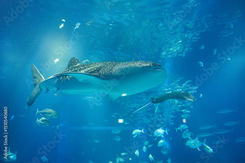 Stunning underwater view of marine animals inside the Osaka Kaiyukan Aquarium, one of the world largest aquariums. The exhibit features species like the whale shark.