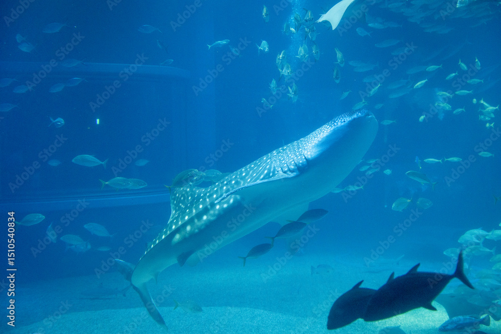Naklejka premium Stunning underwater view of marine animals inside the Osaka Kaiyukan Aquarium, one of the world largest aquariums. The exhibit features species like the whale shark.