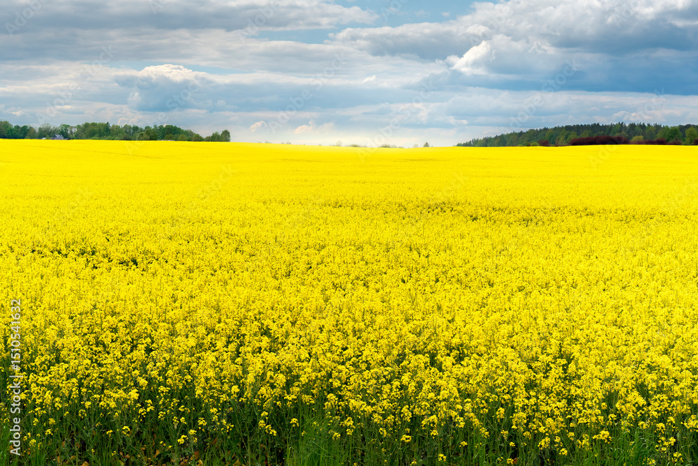 A field of yellow flowers against a cloudy sky A field of yellow flowers against a cloudy sky