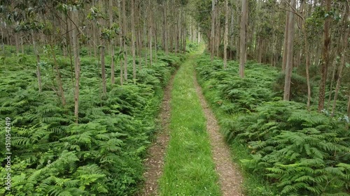 Aerial Drone View of Cariño, Galicia – Rugged Cliffs and Atlantic Coastline in Northern Spain